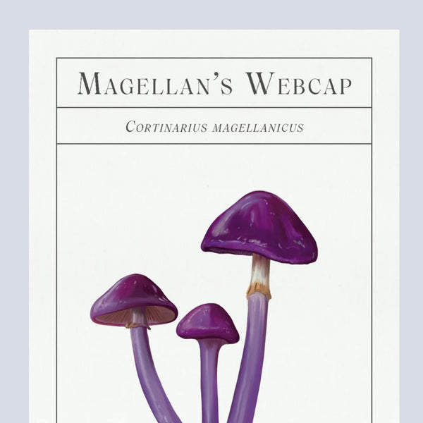 Deck Of Mushrooms: An Illustrated Field Guide